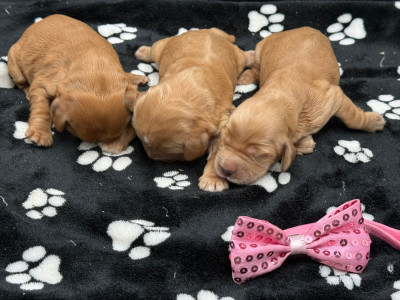 Chiot N°7