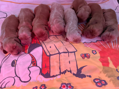 Chiot N°7