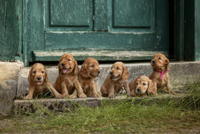 Chiot N°3