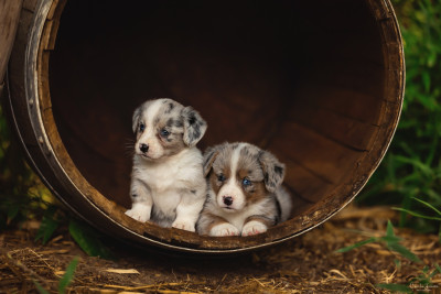 mâle bleu merle