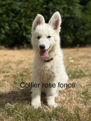 CHIOT 8