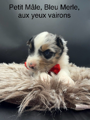 CHIOT 5