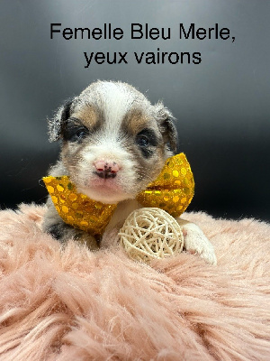 CHIOT 8