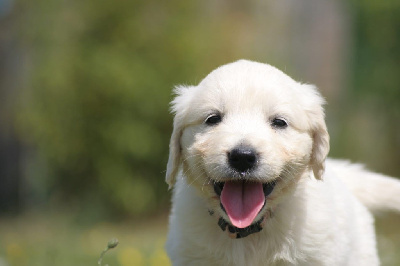 CHIOT