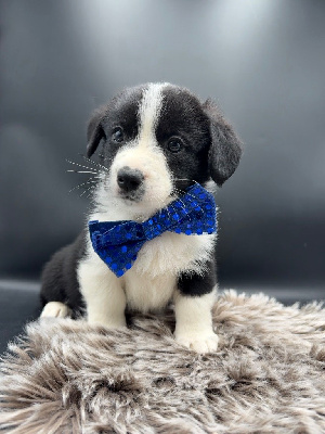 CHIOT