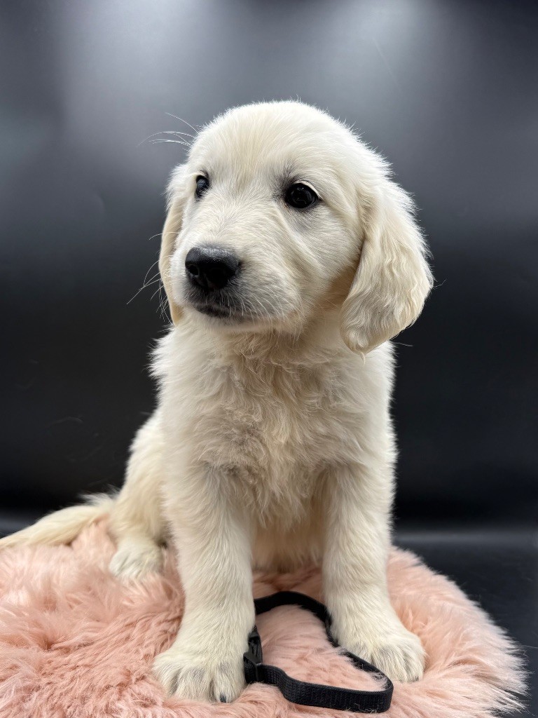 des Joyaux Des Ki Millacs - Chiots disponibles - Golden Retriever