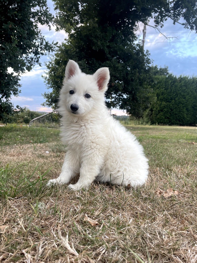 des Joyaux Des Ki Millacs - Chiots disponibles - Berger Blanc Suisse