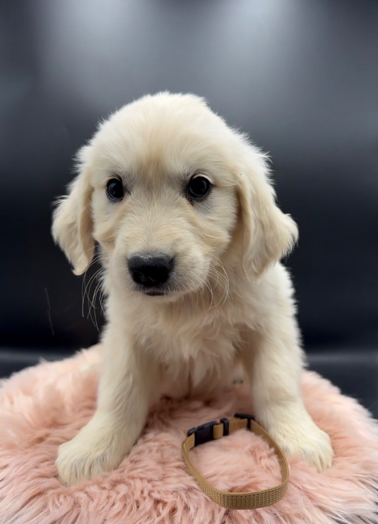 des Joyaux Des Ki Millacs - Chiots disponibles - Golden Retriever