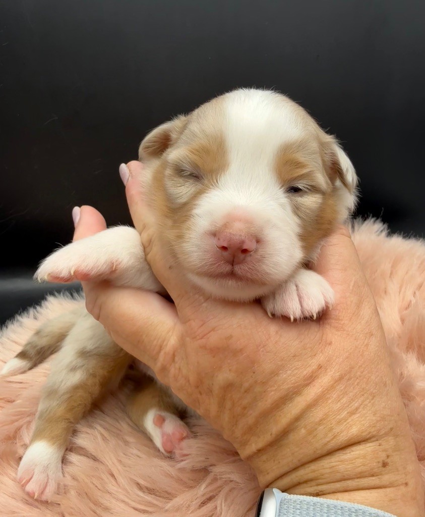 des Joyaux Des Ki Millacs - Chiots disponibles - Berger Américain Miniature 