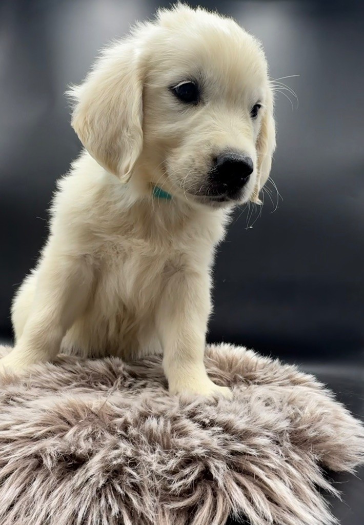 des Joyaux Des Ki Millacs - Chiots disponibles - Golden Retriever