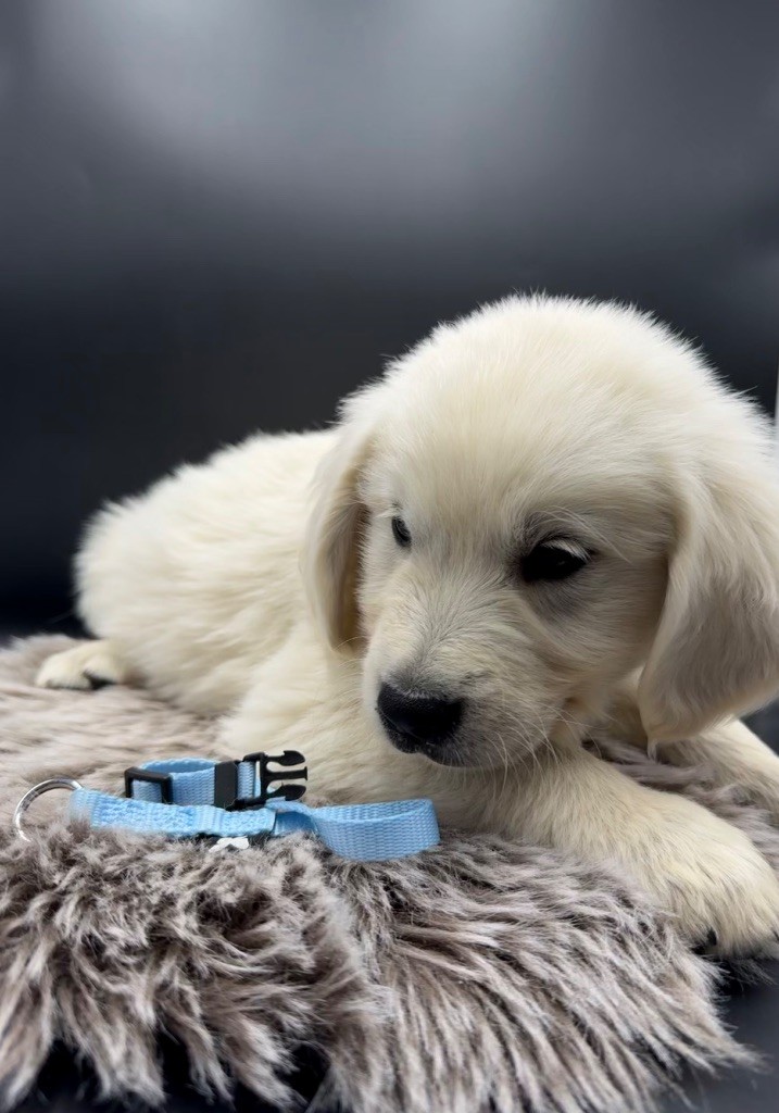des Joyaux Des Ki Millacs - Chiots disponibles - Golden Retriever