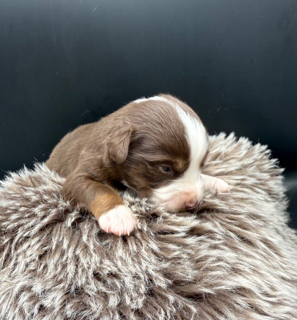 des Joyaux Des Ki Millacs - Chiots disponibles - Berger Américain Miniature 