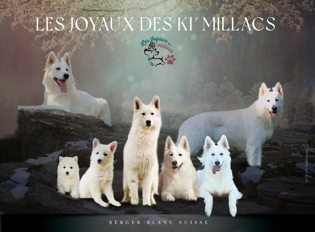 des Joyaux Des Ki Millacs - Chiots disponibles - Berger Blanc Suisse