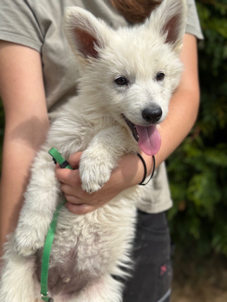 des Joyaux Des Ki Millacs - Chiots disponibles - Berger Blanc Suisse