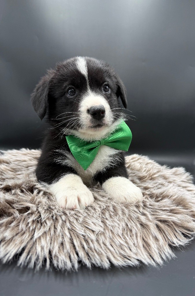 des Joyaux Des Ki Millacs - Chiots disponibles - Welsh Corgi Cardigan