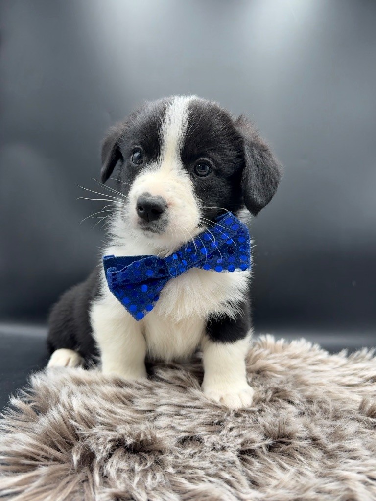 des Joyaux Des Ki Millacs - Chiots disponibles - Welsh Corgi Cardigan