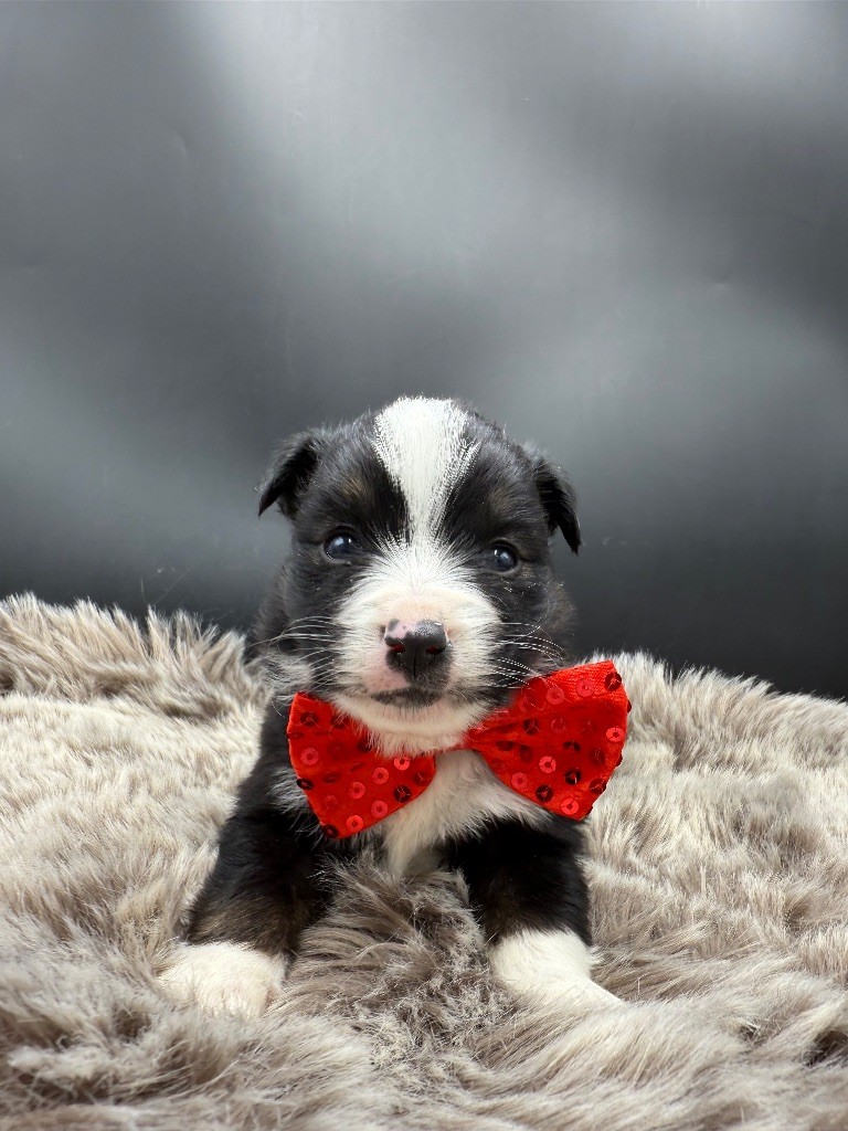 des Joyaux Des Ki Millacs - Chiots disponibles - Berger Américain Miniature 